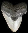 Bargain, Megalodon Tooth - North Carolina #54748-1